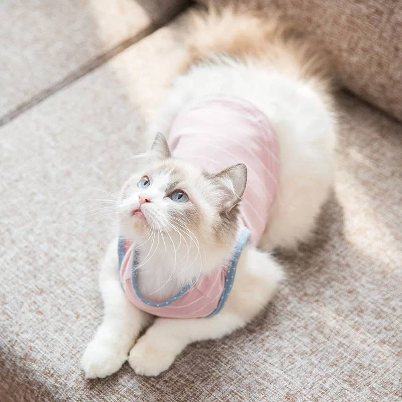 white kitten with pink outfit