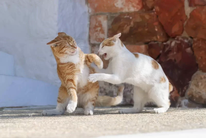 cats fighting Socializing Skittish Cats