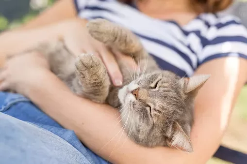 kitten in lap