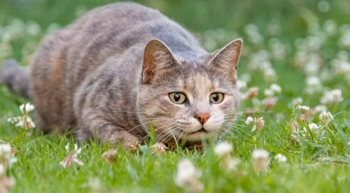 Body Language Cats hunting cat