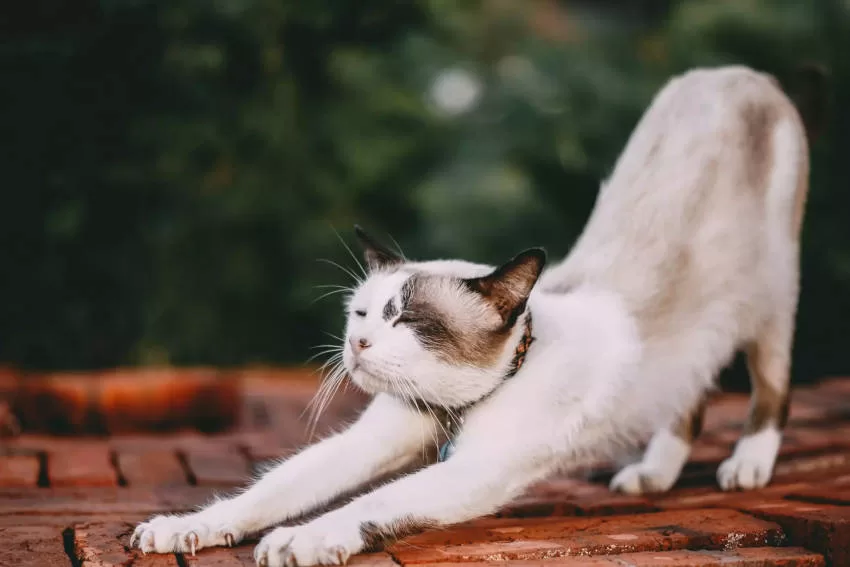 Body Language Cats cat relaxing