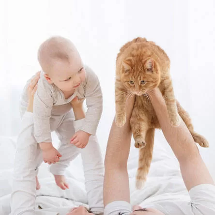 Discover the surprising bond between cats and children. Uncover the secrets to a harmonious coexistence in this must-read post.