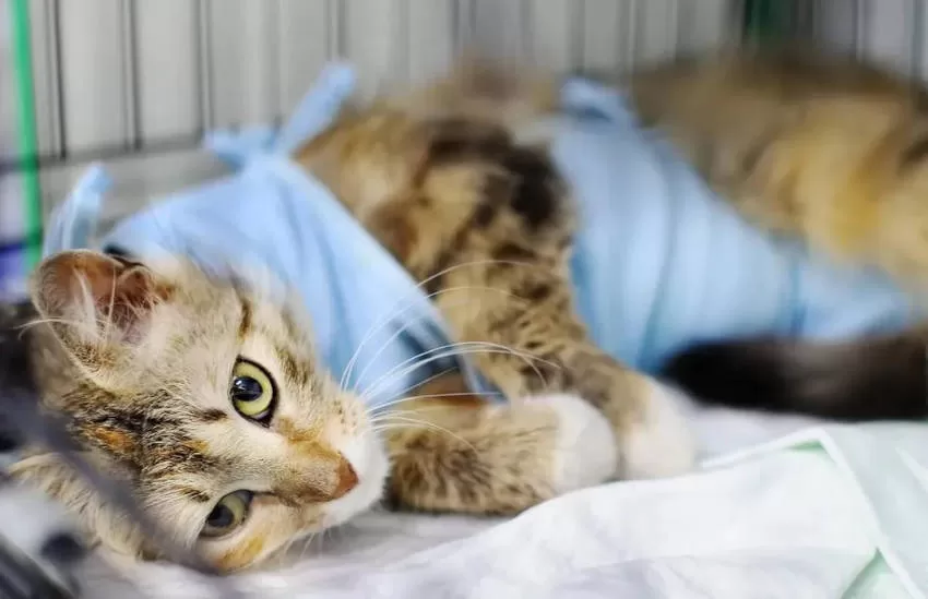 cat after being neutered unconscious Behavior Castrated Cats