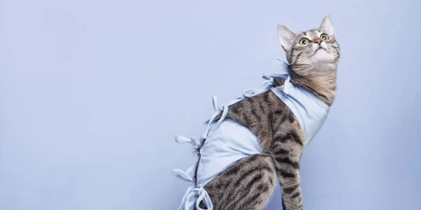 kitten cat castration with outfit on blue background