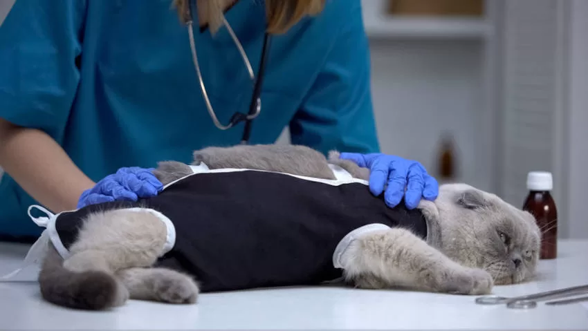 cat receiving care after being neutered Behavior Castrated Cats