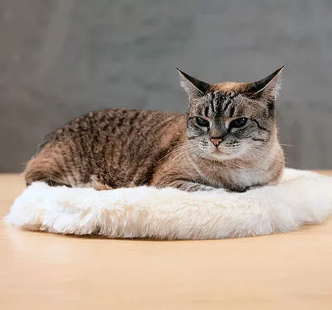 kitten lying on bed