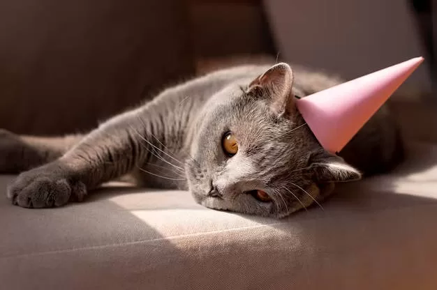 cat with party hat