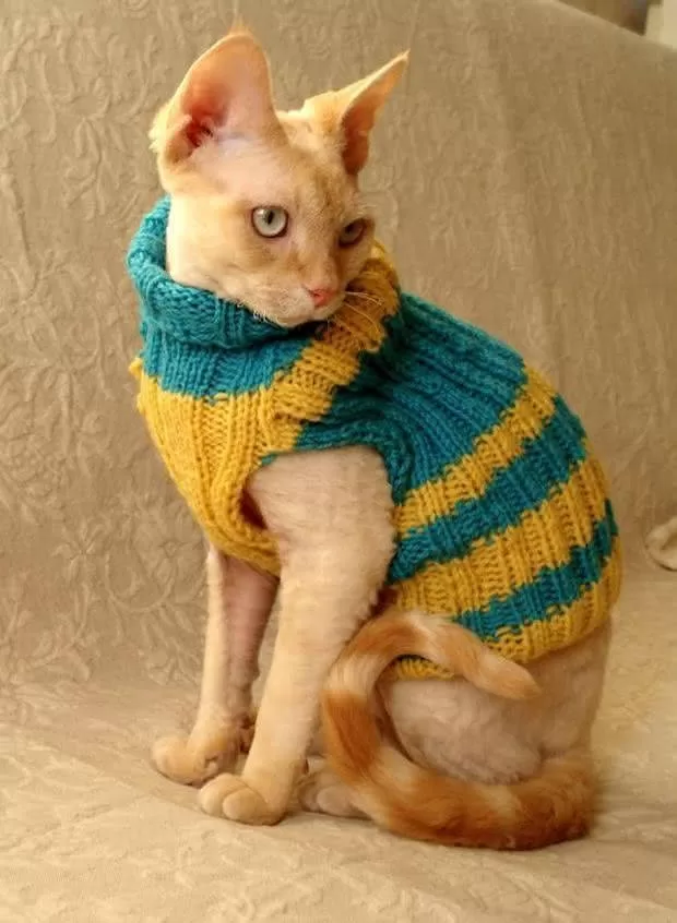 cat with fashion clothes