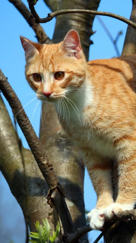 cat in the tree how cats see the world