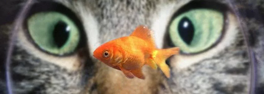 cat visao fish