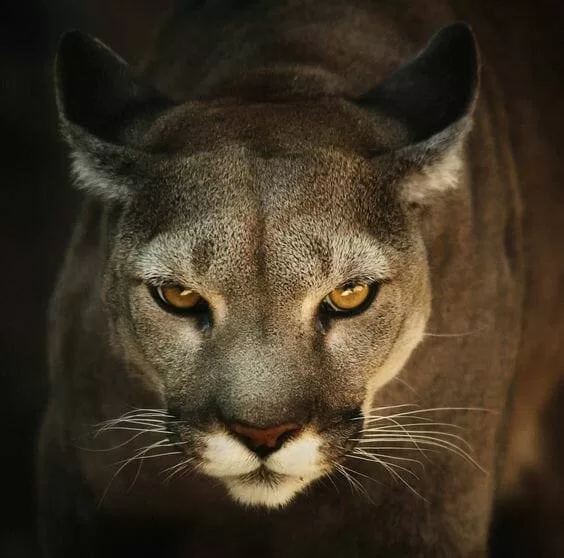 cougar cat
