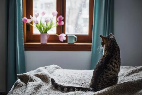 cats and kitten loneliness looking at window with flowers