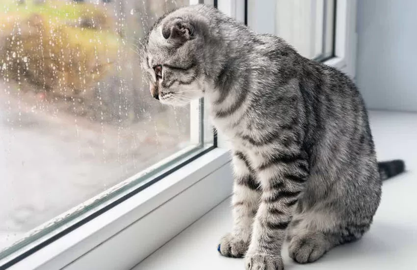 cat alone looking out fuck the window