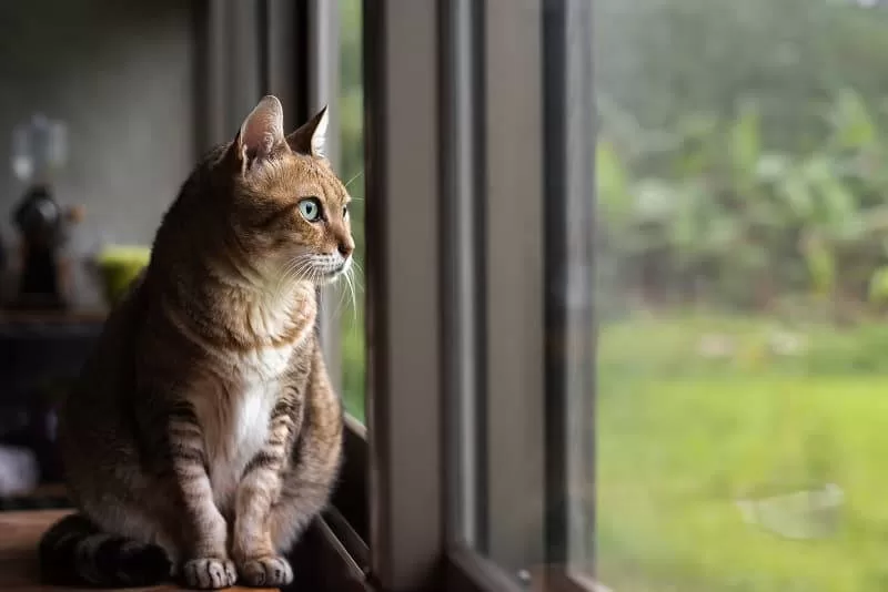 lonely cat looking out the window