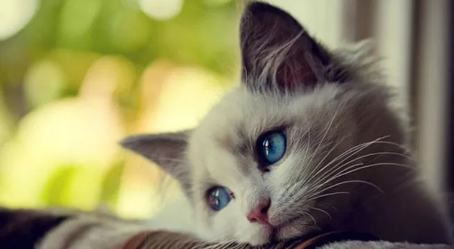 sad cat looking at nothing Loneliness Cats Strategies