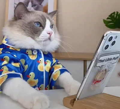 Cat Social Media: Berühmte Influencer