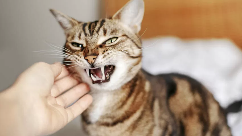 cat wanting to bite its owner