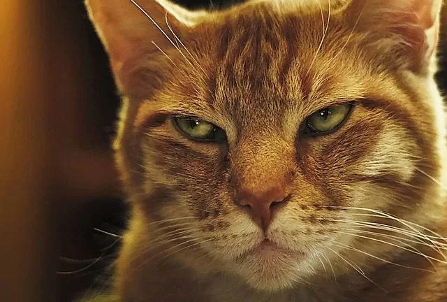 angry cat because they made him angry