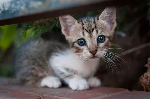 kitten defenseless kitten Disease Prevention in Cats