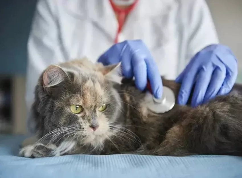 cat at the vet Prevention of Diseases in Cats