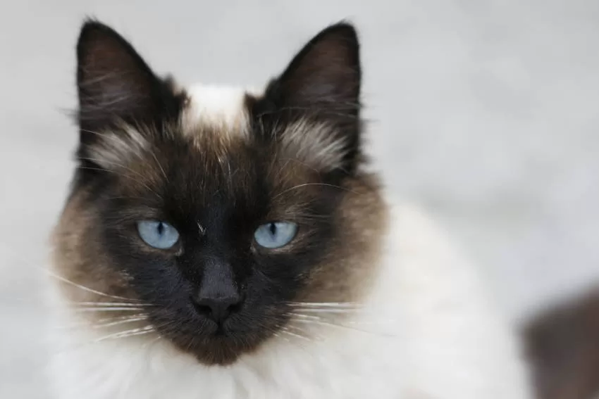 Sagraod Burmese cat with closed face