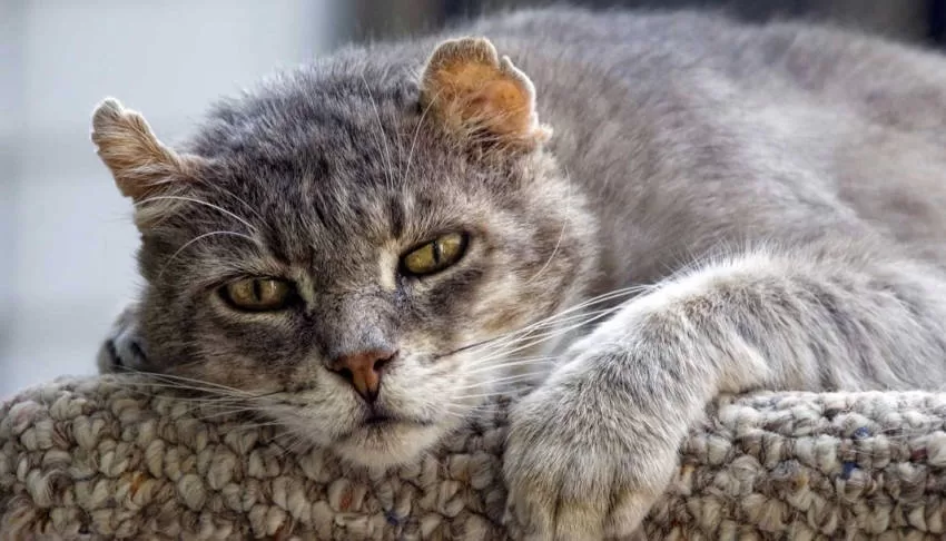 elderly cats care old kitten