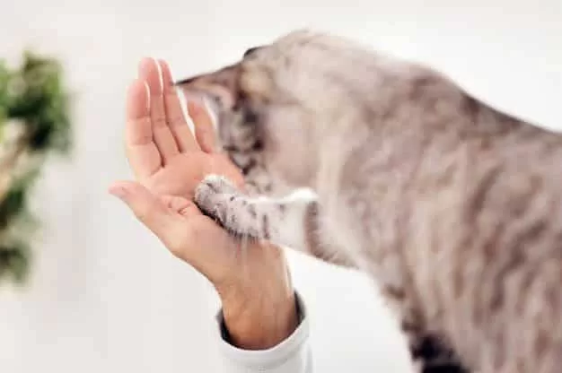 cat hitting human's palm, cats basic training