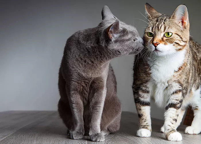 Discover the mysteries of cat genetics. How "Genetics, Cats" determines unique characteristics in our felines. Come in and learn!Discover the mysteries of cat genetics. How "Genetics, Cats" determines unique characteristics in our felines. Come in and learn!