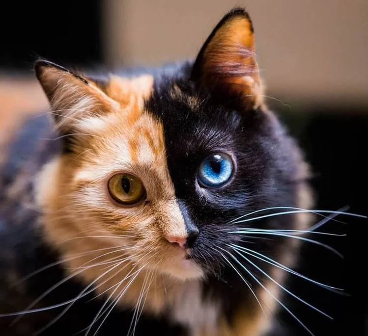 COLORFUL CAT Genetics, Cats