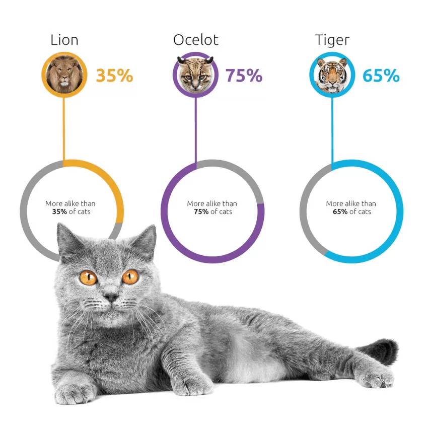 CAT AND ITS RULES Genetics, Cats
