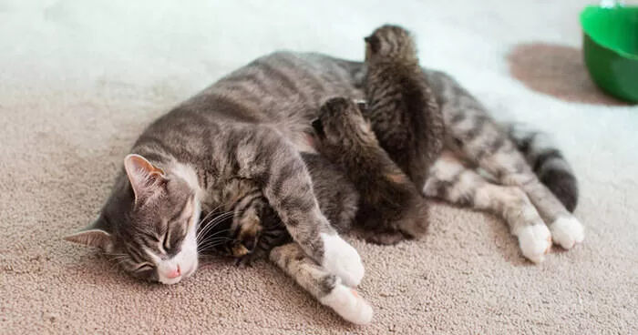 cat 2 Hot Cats Symptoms