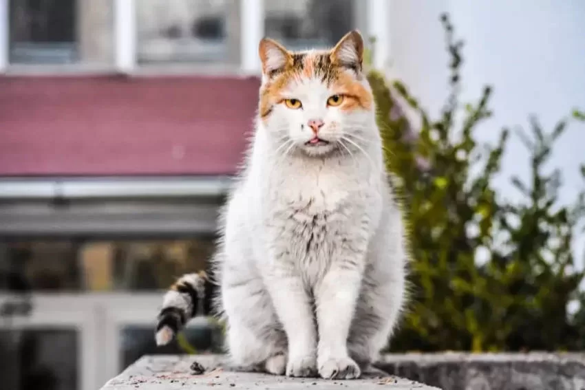 CAT ON THE WALL IN HEAT Heat Cats Symptoms