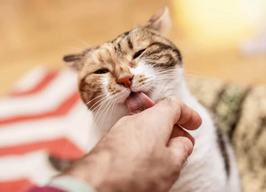 CAT CLEANING HUMAN