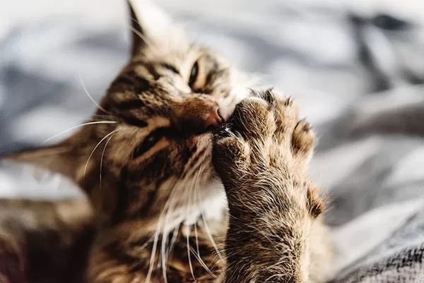 TAKING CARE OF THE PAW