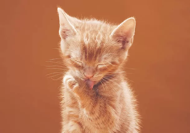 KITTEN GETTING CLEANED