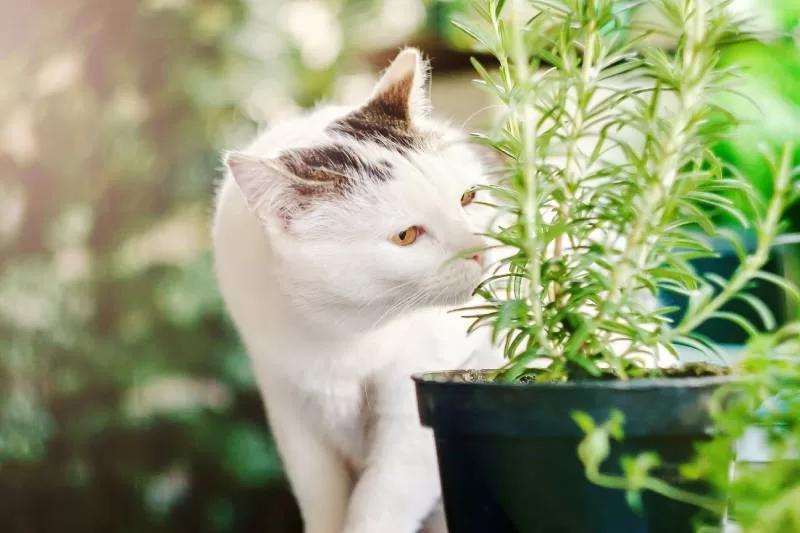 CAT SMELLING PLANT Sensitivity, Cats