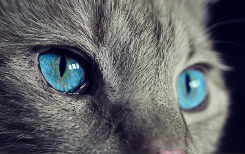 Sensitivity, Cats BLUE-EYED CAT