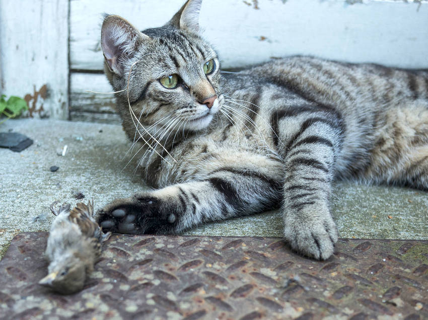 CAT WITH HIS FOOD HUNTED Sensitivity, Cats