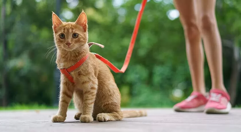 kitten ready for a walk Walking cat tips home