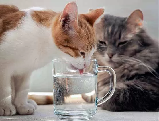 CAT DRINKING FROM A CUP