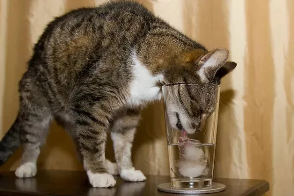 CAT STEALING Hydration water Cats