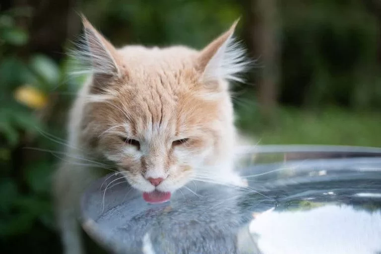BEAUTIFUL CAT Hydration water Cats