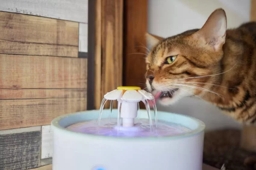 CAT DRINKING FROM THE CHAFARIS Hydration water Cats
