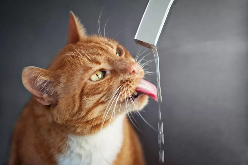 Water hydration for cats
