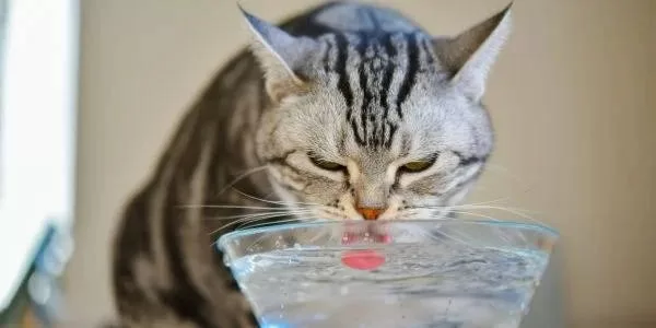CAT AND WATER Hydration water Cats
