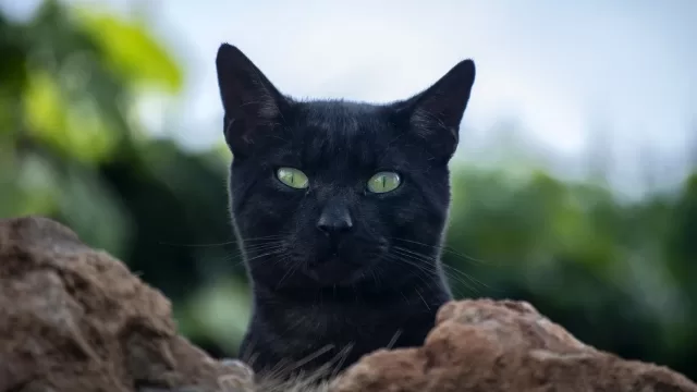 cat Defending their space: Cats with a strong territorial sense