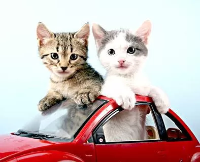 Cats Cars Transport vv