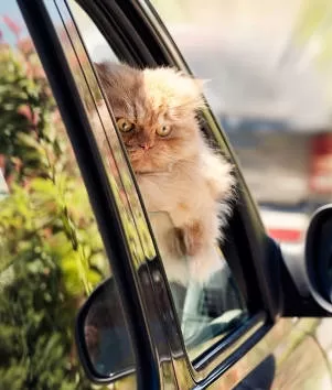 cat surfing Cats Cars Transport