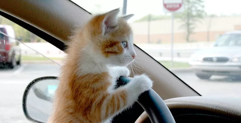 cat on the steering wheel Cats Cars Transport Cats Cars Transport