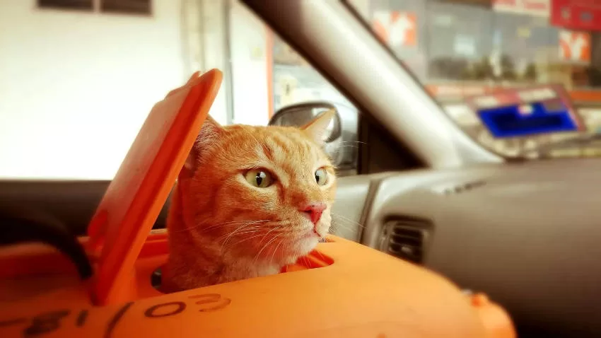 Cats Cars Transport 22